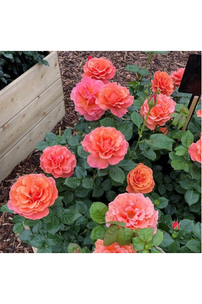 Рясне цвітіння троянди флорибунда Easy Does It 